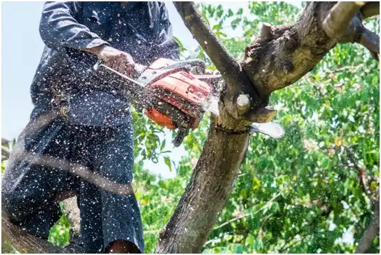 tree services Colville